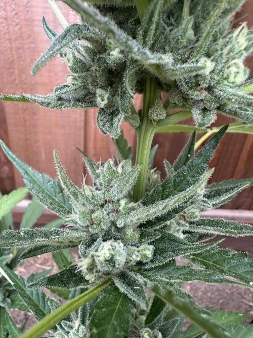 Frostbanger Outdoor. Week 9
