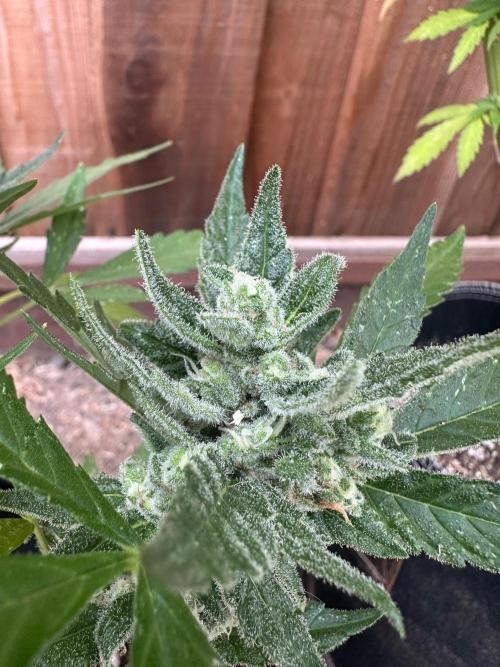 Frostbanger Outdoor. Week 9