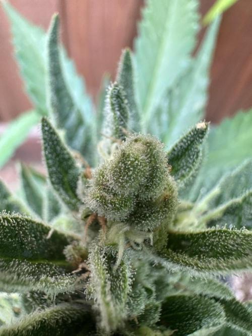 Frostbanger Outdoor. Week 9