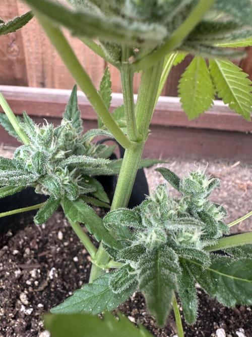 Frostbanger Outdoor. Week 9