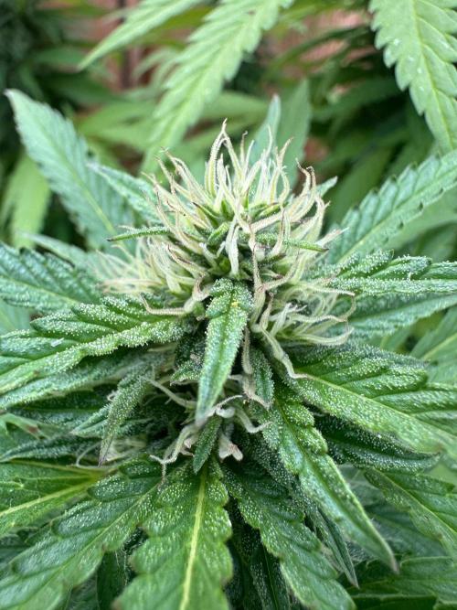 Fast Buds Mix Pack FF Outdoor. Week 16