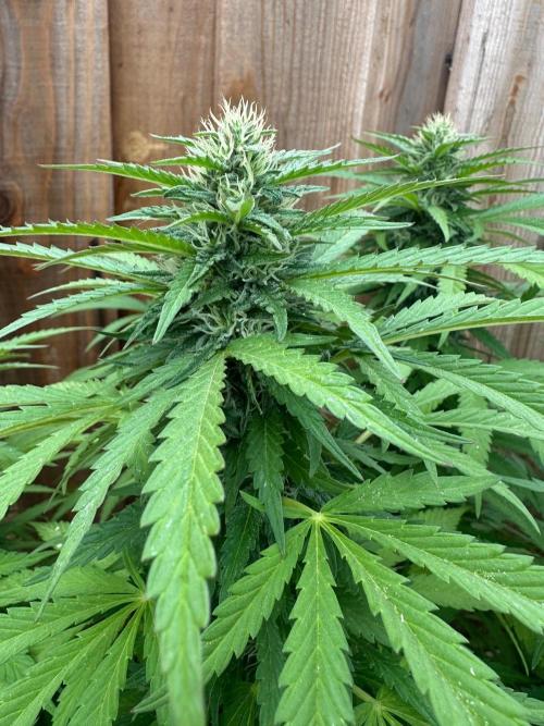 Fast Buds Mix Pack FF Outdoor. Week 16