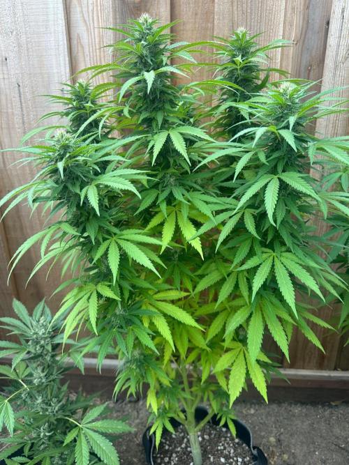 Fast Buds Mix Pack FF Outdoor. Week 16