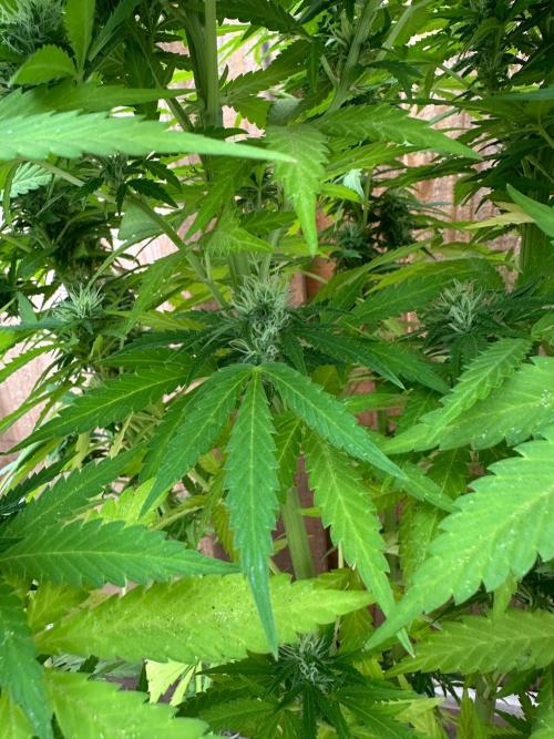 Fast Buds Mix Pack FF Outdoor. Week 16