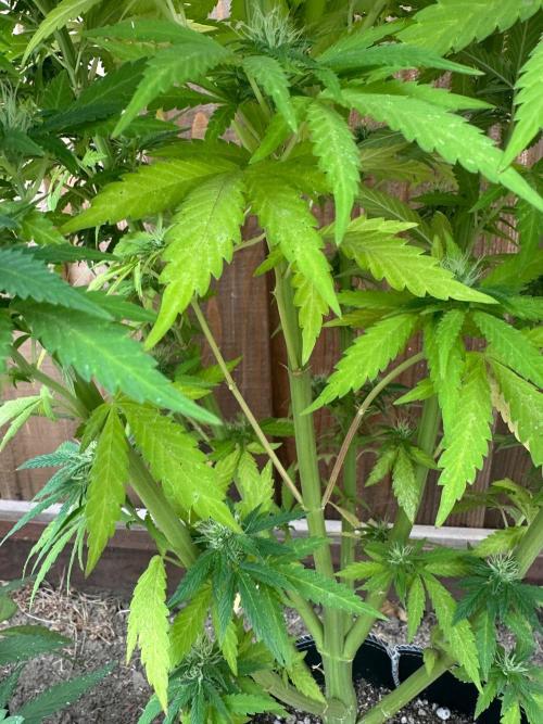 Fast Buds Mix Pack FF Outdoor. Week 16