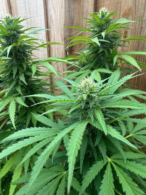 Fast Buds Mix Pack FF Outdoor. Week 16
