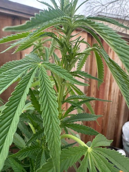 Gorilla Melon Outdoor Grow. Week 16