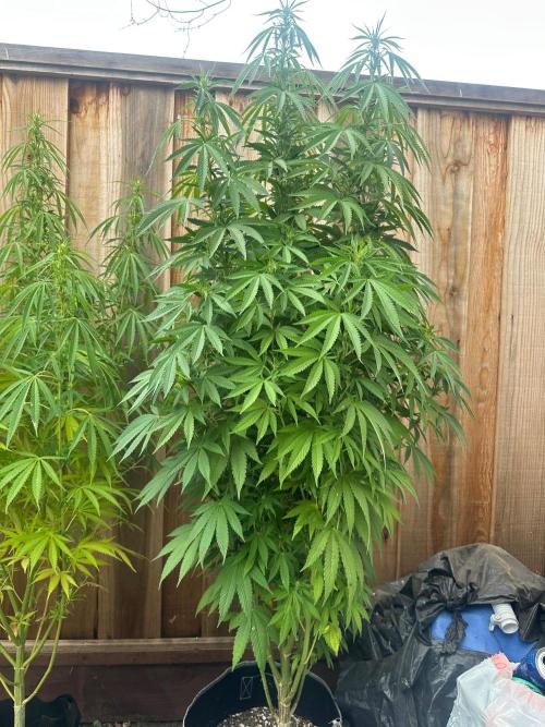 Gorilla Melon Outdoor Grow. Week 16