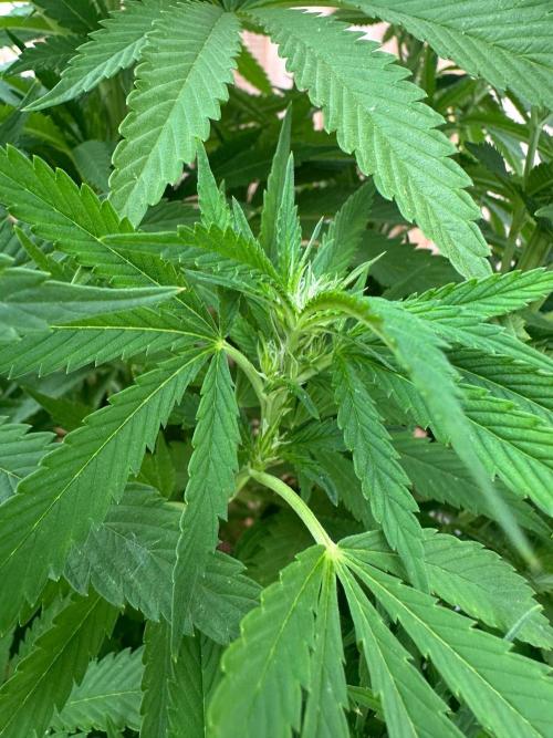 Gorilla Melon Outdoor Grow. Week 16