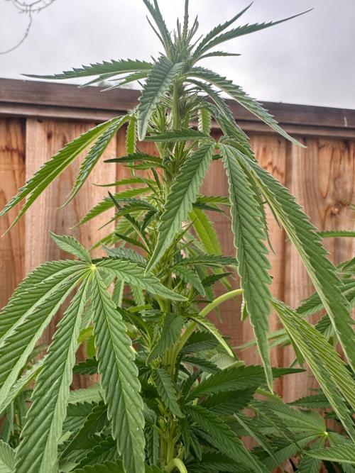 Gorilla Melon Outdoor Grow. Week 16
