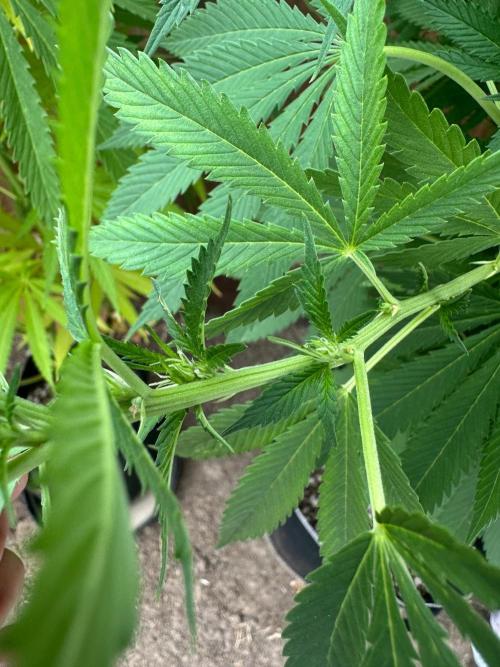 Gorilla Melon Outdoor Grow. Week 16