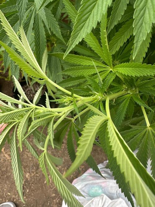 Gorilla Melon Outdoor Grow. Week 16
