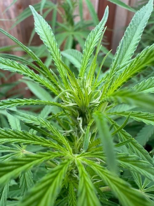 Genius Juice x C99 Outdoor Grow. Week 16
