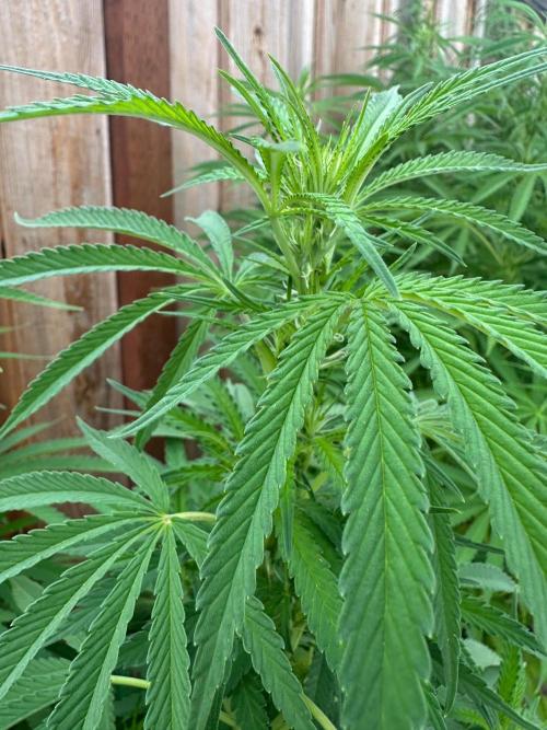 Genius Juice x C99 Outdoor Grow. Week 16