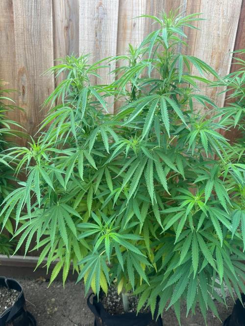 Genius Juice x C99 Outdoor Grow. Week 16