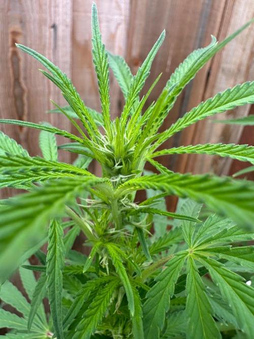 Genius Juice x C99 Outdoor Grow. Week 16