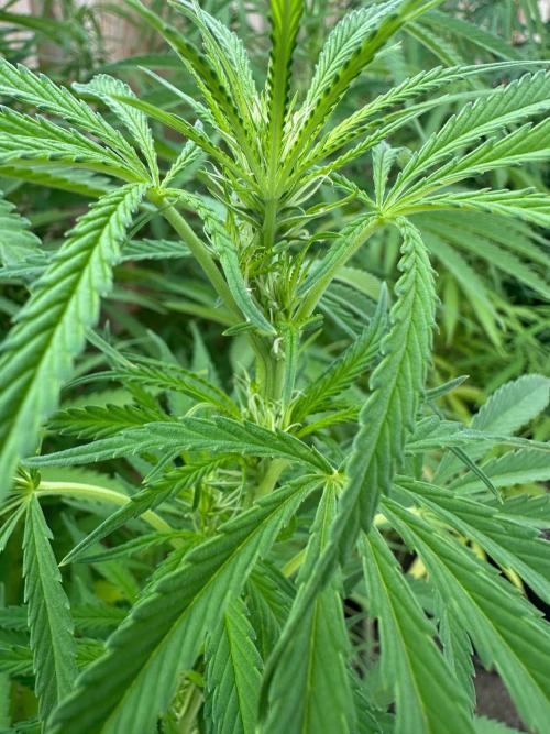 Genius Juice x C99 Outdoor Grow. Week 16