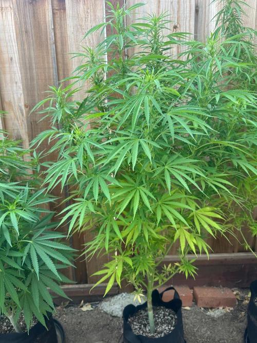 Genius Juice x C99 Outdoor Grow. Week 16