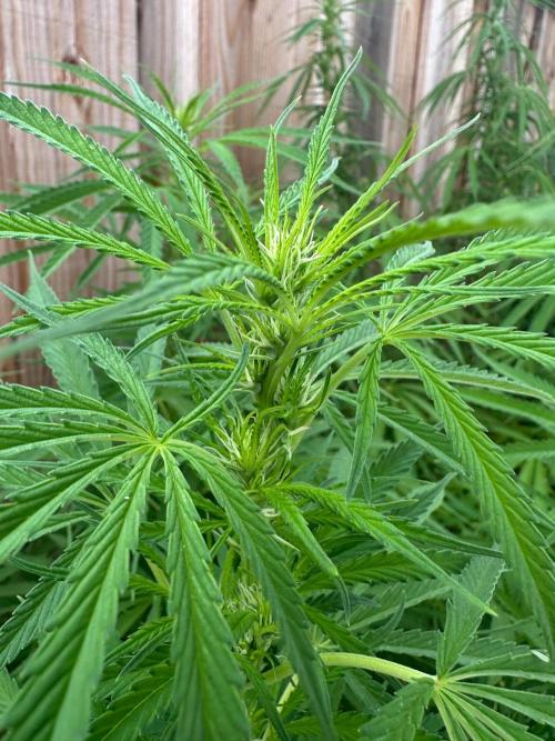 Genius Juice x C99 Outdoor Grow. Week 16