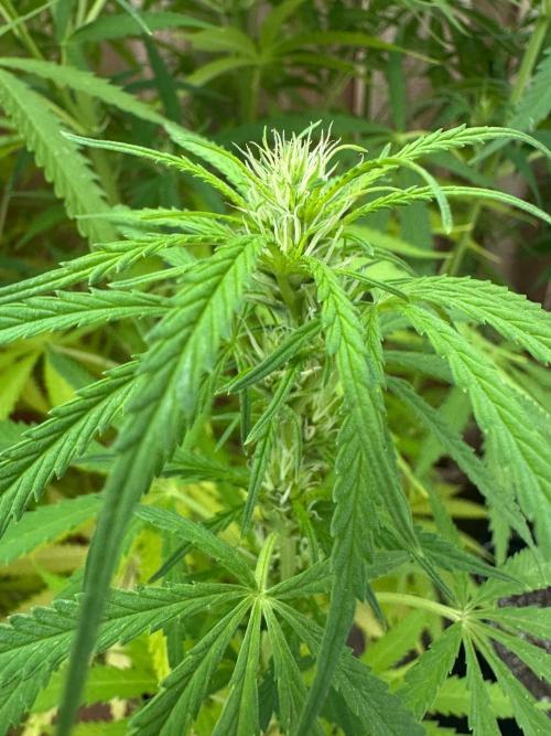 Genius Juice x C99 Outdoor Grow. Week 16