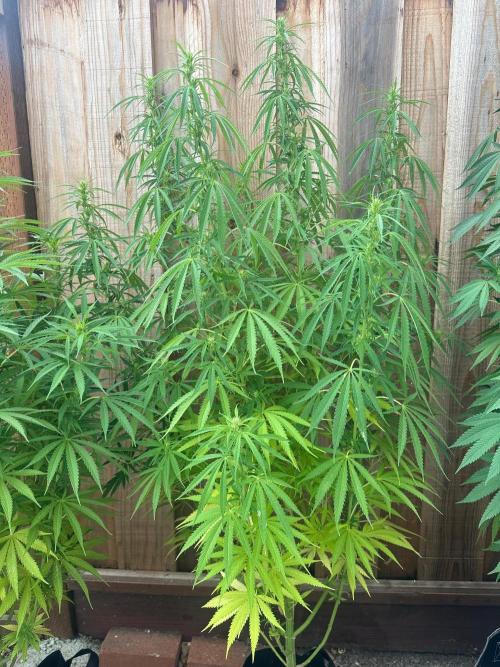 Genius Juice x C99 Outdoor Grow. Week 16