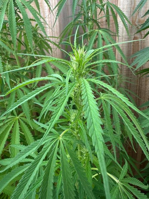Genius Juice x C99 Outdoor Grow. Week 16