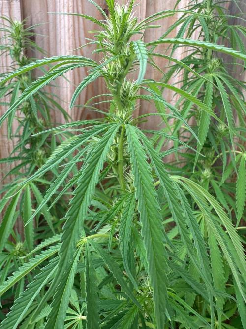 Genius Juice x C99 Outdoor Grow. Week 16