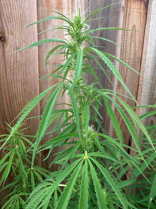 Genius Juice x C99 Outdoor Grow. Week 16