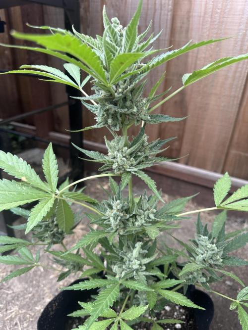 Frostbanger Auto. Week 1