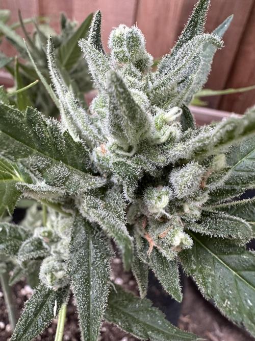 Frostbanger Outdoor. Week 10