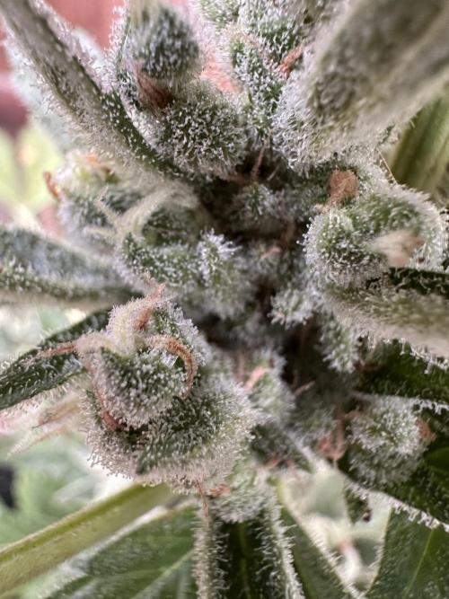 Frostbanger Outdoor. Week 10