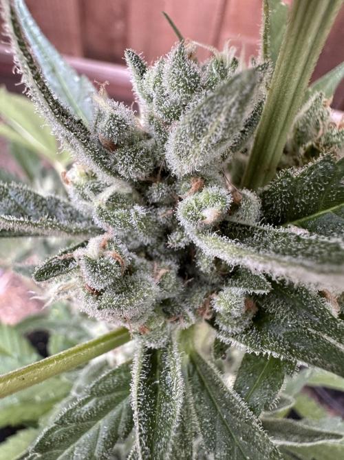 Frostbanger Outdoor. Week 10