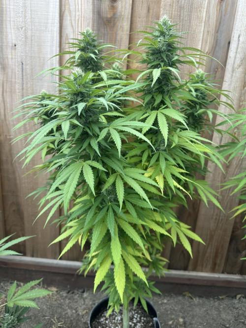 Fast Buds Mix Pack FF Outdoor. Week 17