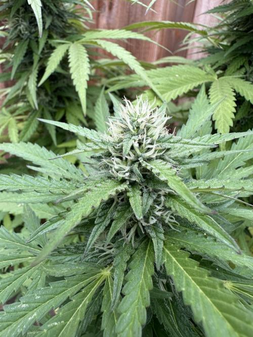 Fast Buds Mix Pack FF Outdoor. Week 17