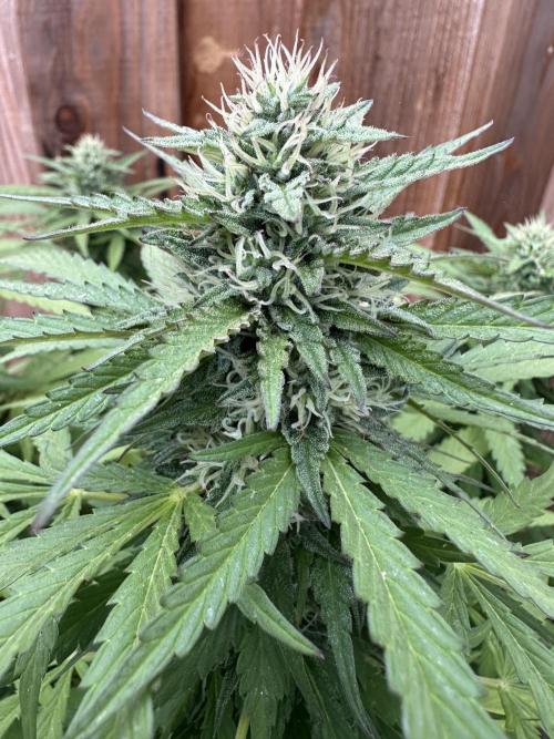 Fast Buds Mix Pack FF Outdoor. Week 17