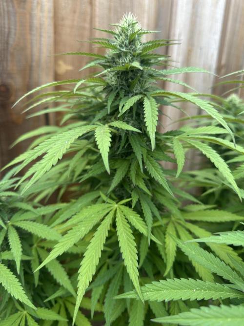 Fast Buds Mix Pack FF Outdoor. Week 17