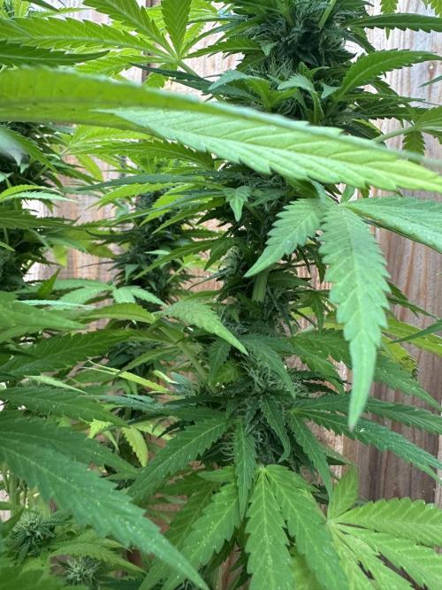 Fast Buds Mix Pack FF Outdoor. Week 17