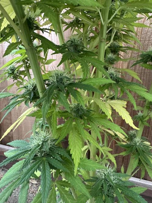Fast Buds Mix Pack FF Outdoor. Week 17