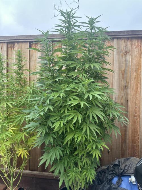 Gorilla Melon Outdoor Grow. Week 17