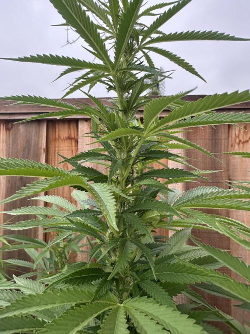 Gorilla Melon Outdoor Grow. Week 17