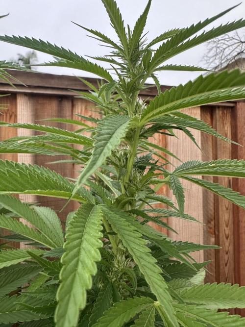 Gorilla Melon Outdoor Grow. Week 17