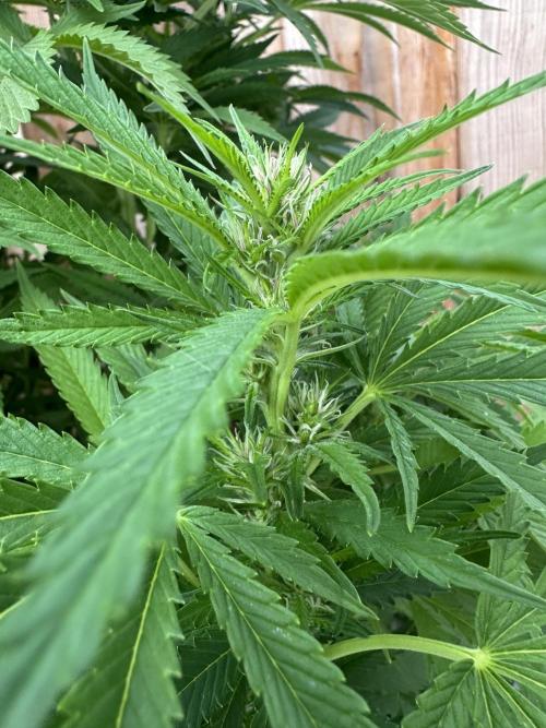 Gorilla Melon Outdoor Grow. Week 17