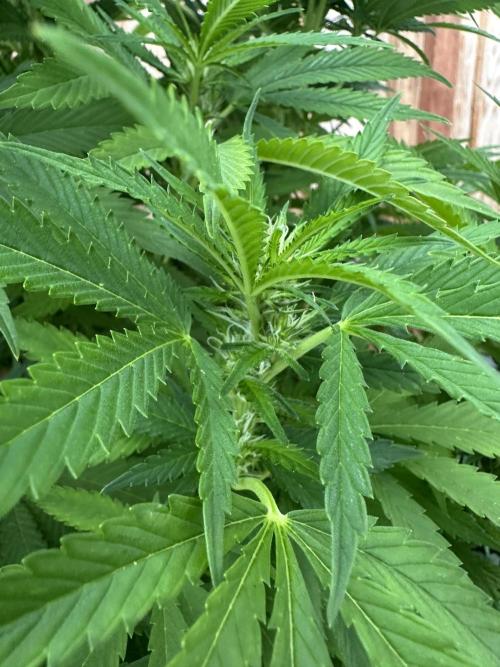 Gorilla Melon Outdoor Grow. Week 17