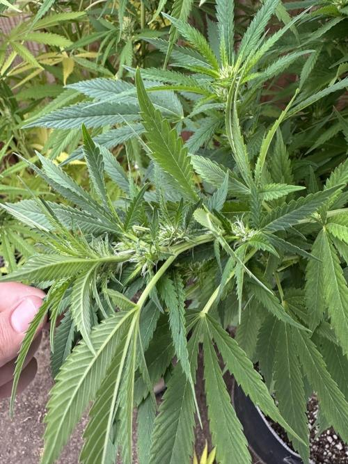 Gorilla Melon Outdoor Grow. Week 17