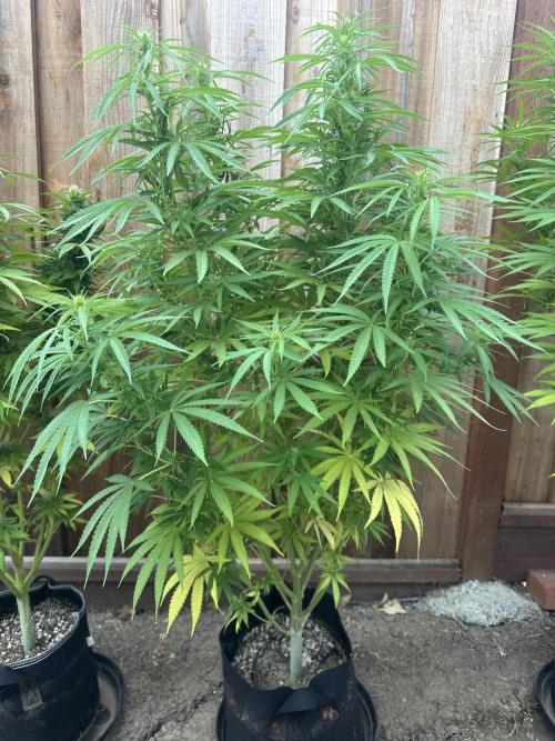 Genius Juice x C99 Outdoor Grow. Week 17