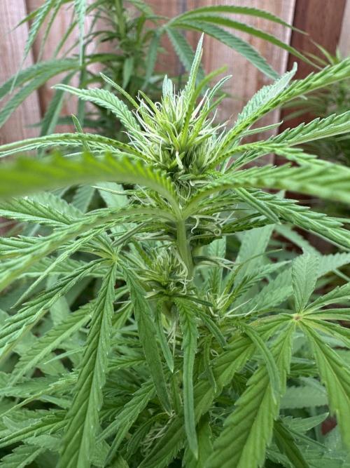 Genius Juice x C99 Outdoor Grow. Week 17