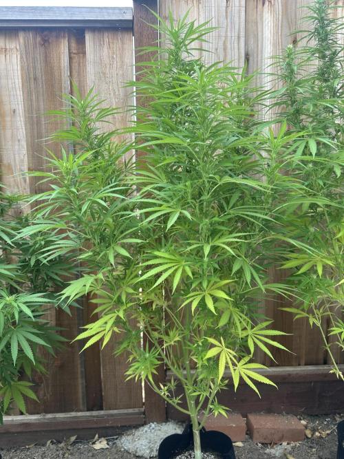 Genius Juice x C99 Outdoor Grow. Week 17