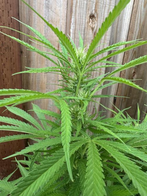 Genius Juice x C99 Outdoor Grow. Week 17