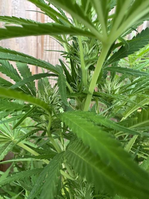 Genius Juice x C99 Outdoor Grow. Week 17