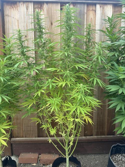 Genius Juice x C99 Outdoor Grow. Week 17
